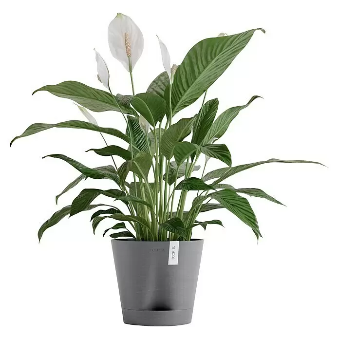 Ecopots Pflanztopf Venice 2 - Außenmaß (Ø x H): 20,1 x 17,7 cm, Kunststoff, Grau - Grüne Spathiphyllum-Pflanze mit weißen Blüten in einem strukturierten grauen Topf mit Untersatz.