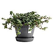 Ecopots Pflanztopf Antwerpen Mini (Außenmaß (Ø x H): 11,5 x 10,1 cm, Kunststoff, Grau) | BAUHAUS