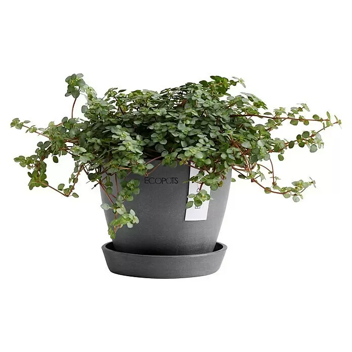 Ecopots Pflanztopf Antwerpen Mini - Außenmaß (Ø x H): 11,5 x 10,1 cm, Kunststoff, Grau - Grüne Blattpflanze in einem texturierten grauen ECOPOTS Übertopf mit passendem Untersetzer.