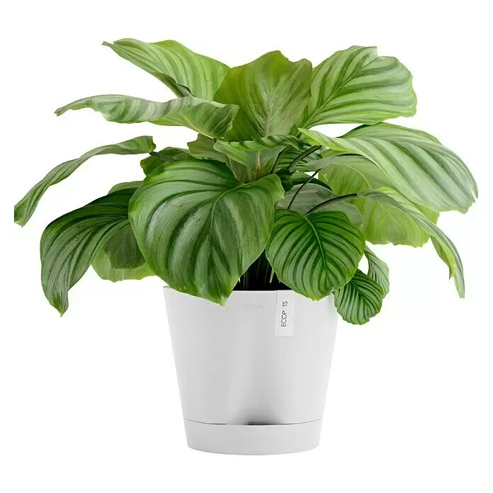 Ecopots Pflanztopf Venice 2 - Außenmaß (Ø x H): 30 x 27,5 cm, Kunststoff, Weiß - Grüne Pflanze mit panaschierten Blättern in einem runden weißen Topf mit 'ECOPOTS'-Etikett.