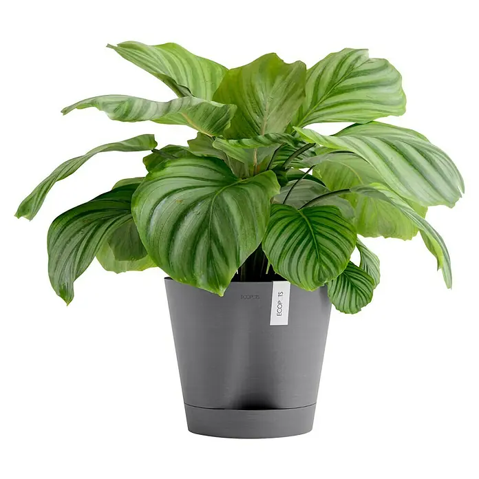 Ecopots Pflanztopf Venice 2 - Außenmaß (Ø x H): 30 x 27,5 cm, Kunststoff, Grau - Zimmerpflanze in einem grauen Ecopots-Topf mit breiten, grün gestreiften Blättern.