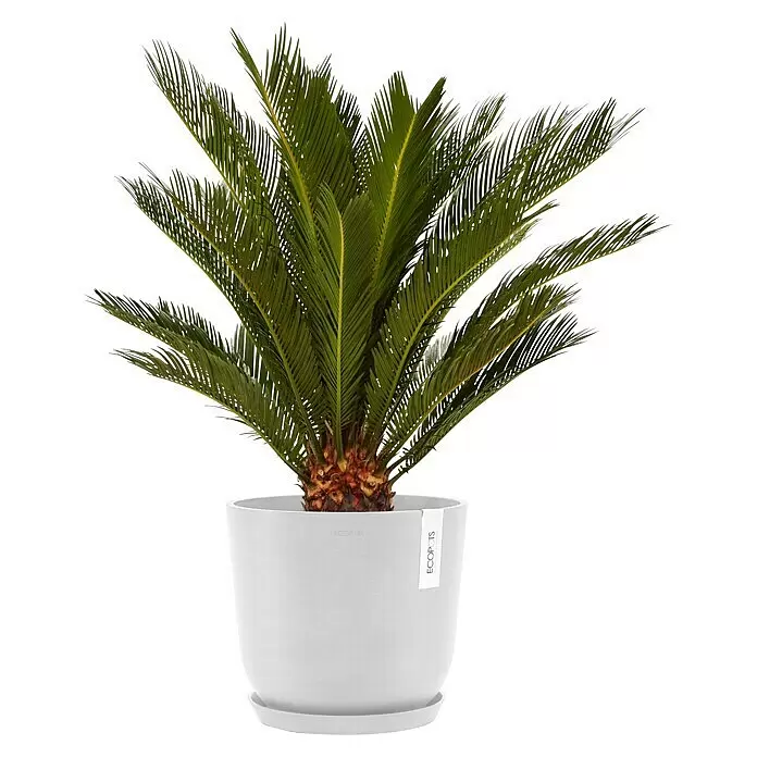Ecopots Oslo Pflanztopf mit Wasserspeicher - Außenmaß (Ø x H): 25 x 21,4 cm, Kunststoff, Weiß - Üppige grüne Sagopalme in einem minimalistischen weißen Topf mit Untersetzer.