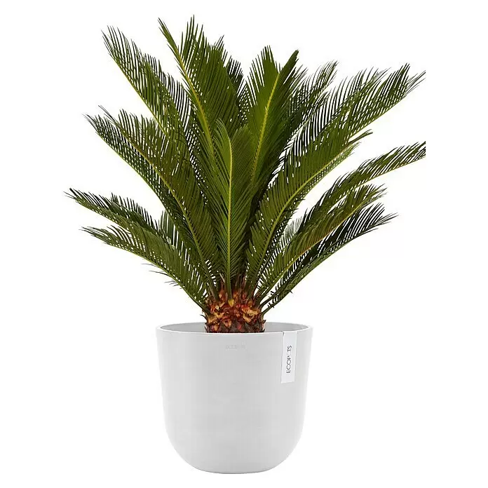 Ecopots Oslo Pflanztopf mit Wasserspeicher - Außenmaß (Ø x H): 25 x 21,4 cm, Kunststoff, Weiß - Lebhafte grüne Sagopalme mit stacheligen Blättern in einem weißen, geschwungenen ECOPOTS Pflanzgefäß.