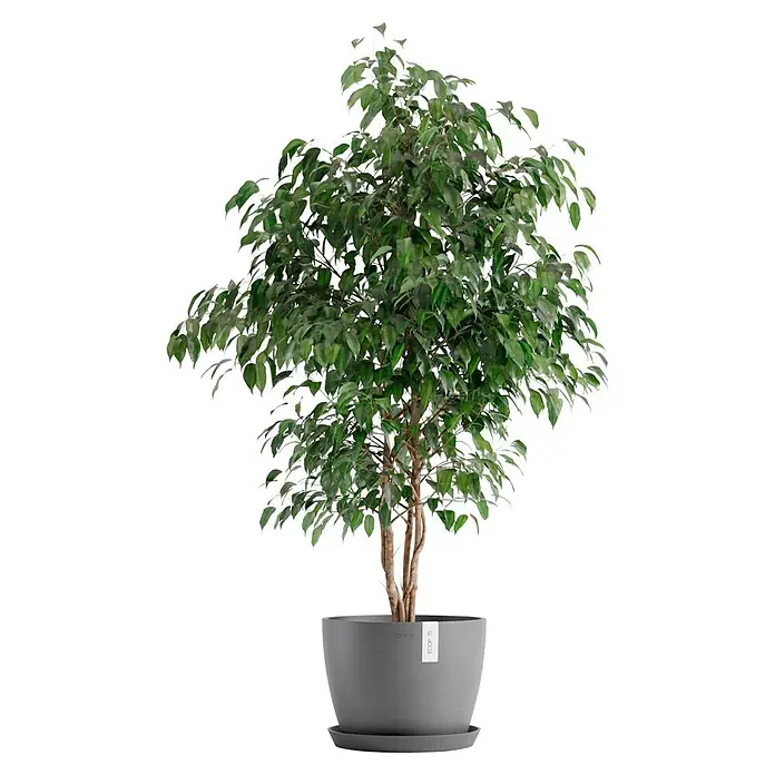 Ecopots Pflanztopf Stockholm - Außenmaß (Ø x H): 31 x 23,5 cm, Kunststoff, Grau - Zimmerpflanze mit grünen Blättern in einem stilvollen, grauen Topf. Perfekt für die Dekoration von Wohnräumen und Büros mit natürlicher Eleganz.