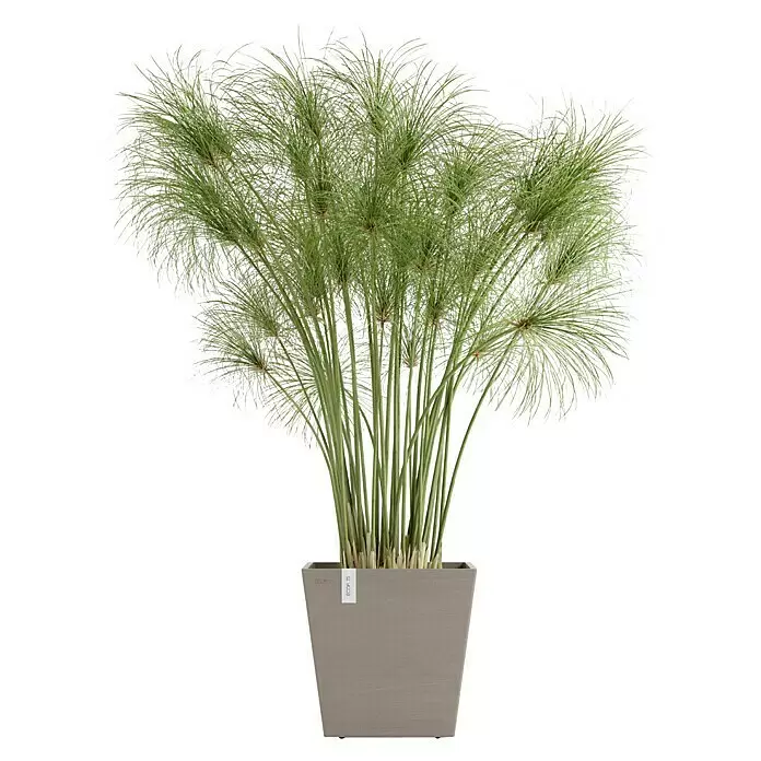 Ecopots Rotterdam Pflanzkasten mit Wasserspeicher - Außenmaß (L x B x H): 25 x 25 x 24,6 cm, Kunststoff, Braungrau - Grüne Papyrus-Pflanze in einem grauen, rechteckigen Pflanzgefäß.