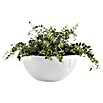 Ecopots Brussels Pflanzschale rund (Außenmaß (Ø x H): 30 x 14,8 cm, Kunststoff, Weiß) | BAUHAUS