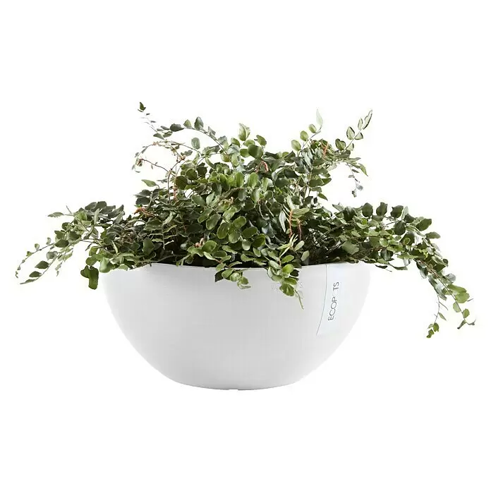 Ecopots Brussels Pflanzschale rund - Außenmaß (Ø x H): 30 x 14,8 cm, Kunststoff, Weiß - Grüne Pflanze mit kleinen runden Blättern in einem weißen, runden ECOPOTS Übertopf.