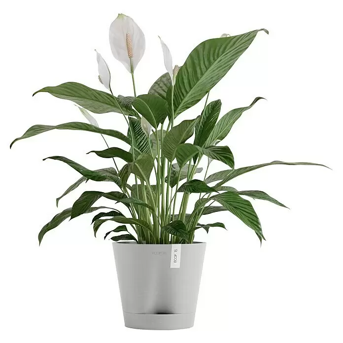 Ecopots Pflanztopf Venice 2 - Außenmaß (Ø x H): 20,1 x 17,7 cm, Kunststoff, Weiß Grau - Eine üppige Friedenslilienpflanze mit grünen Blättern und weißen Blüten in einem hellgrauen ECOPOTS Topf mit Untersetzer.