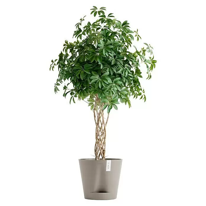 Ecopots Pflanztopf Venice 2 - Außenmaß (Ø x H): 40,2 x 35,7 cm, Kunststoff, Braungrau - Grüne Pflanze mit geflochtenen Stämmen und runden Blättern in hellgrauem Topf.