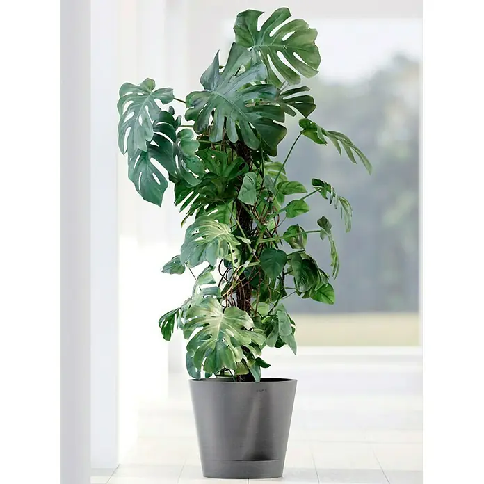 Ecopots Pflanztopf Venice 2 - Außenmaß (Ø x H): 30 x 27,5 cm, Kunststoff, Grau - Zimmerpflanze Monstera deliciosa in einem grauen Topf, im Hintergrund ein helles Interieur.