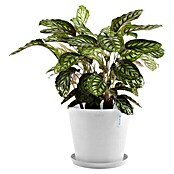 Ecopots Amsterdam Pflanzkübel rund (Außenmaß (Ø x H): 30 x 25,9 cm, Kunststoff, Weiß, Mit Bewässerungssystem) | BAUHAUS