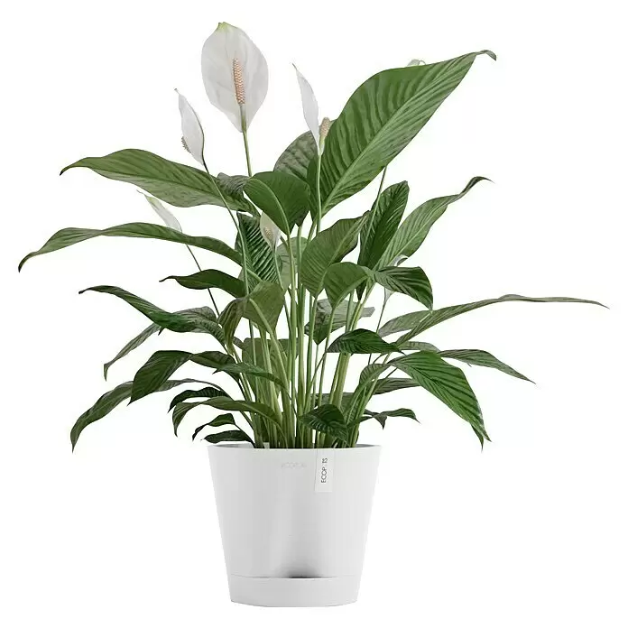 Ecopots Pflanztopf Venice 2 - Außenmaß (Ø x H): 20,1 x 17,7 cm, Kunststoff, Weiß - Friedenslilie mit grünen Blättern und weißen Blüten in einem weißen Topf.