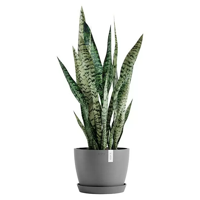 Ecopots Pflanztopf Stockholm - Außenmaß (Ø x H): 23,3 x 17,7 cm, Kunststoff, Grau - Sansevieria-Pflanze mit gemusterten grünen Blättern in einem runden grauen ECOPOTS-Topf mit Untersetzer.