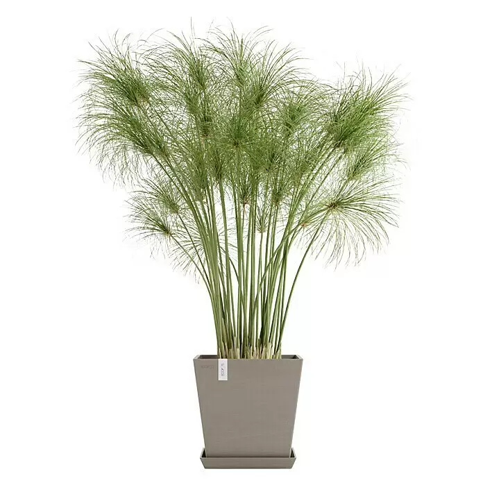 Ecopots Rotterdam Pflanzkasten mit Wasserspeicher - Außenmaß (L x B x H): 25 x 25 x 24,6 cm, Kunststoff, Braungrau - Papyruspflanze in einem grauen quadratischen Topf mit passendem Untersetzer.