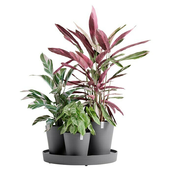 Ecopots Pflanztopf Dubai (Außenmaß (Ø x H): 56,6 x 30 cm, Kunststoff, Grau) | BAUHAUS