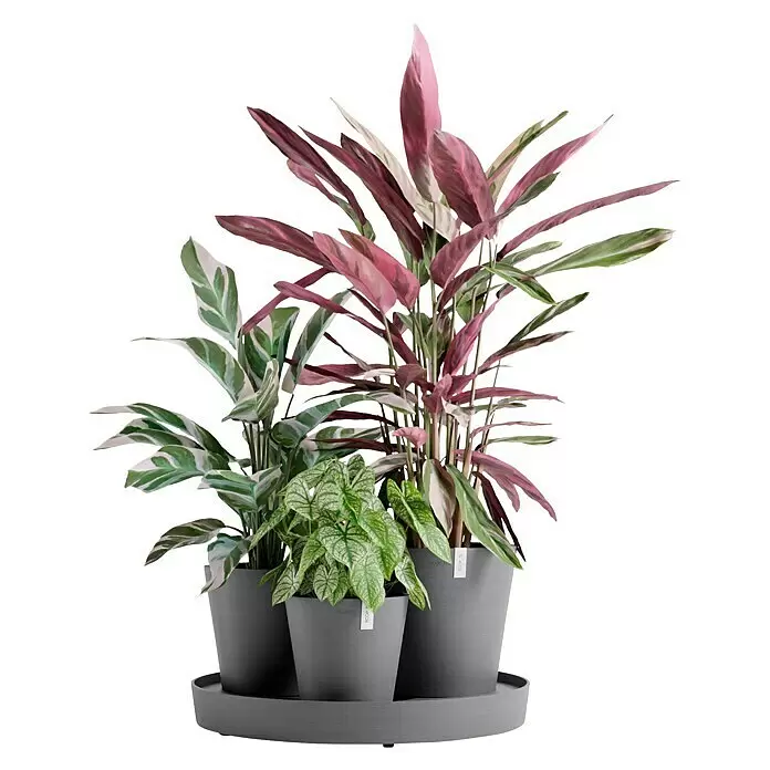Ecopots Pflanztopf Dubai - Außenmaß (Ø x H): 56,5 x 30,7 cm, Kunststoff, Grau - Drei unterschiedliche Topfpflanzen in dunkelgrauen Töpfen auf einer passenden runden Ablage.