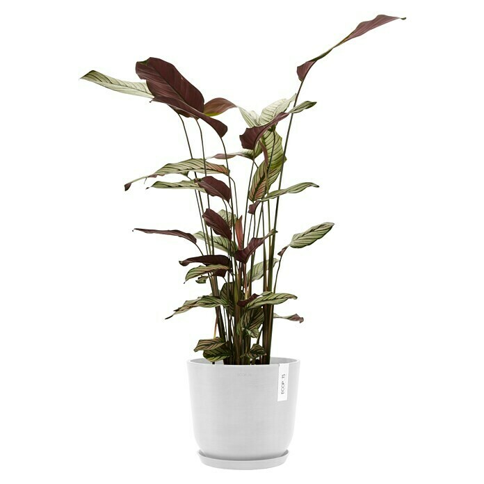 Ecopots Oslo Pflanztopf mit Wasserspeicher (Außenmaß (Ø x H): 25 x 21,4 cm, Kunststoff, Weiß) | BAUHAUS