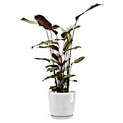 Ecopots Oslo Pflanztopf mit Wasserspeicher (Außenmaß (Ø x H): 25 x 21,4 cm, Kunststoff, Weiß) | BAUHAUS