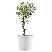 Ecopots Amsterdam Pflanzkübel rund (Außenmaß (Ø x H): 20 x 17,2 cm, Kunststoff, Weiß, Mit Bewässerungssystem) | BAUHAUS