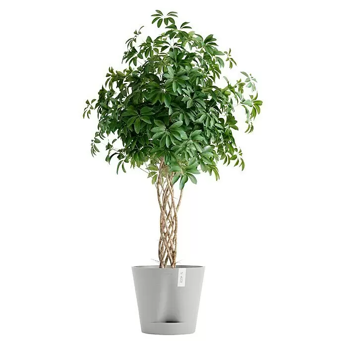 Ecopots Pflanztopf Venice 2 - Außenmaß (Ø x H): 40,2 x 35,7 cm, Kunststoff, Weiß Grau - Topf-Schefflera mit geflochtenem Stamm in hellgrauem Topf.