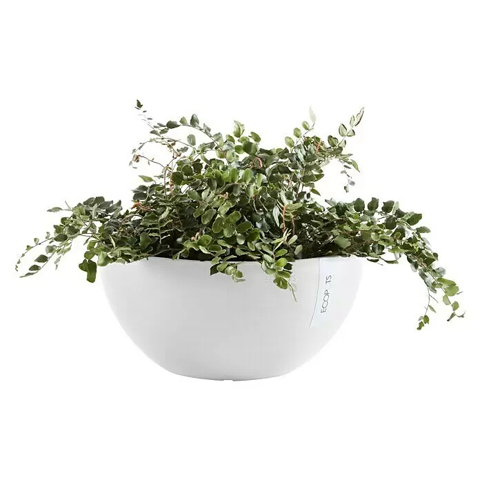 Ecopots Brussels Pflanzschale rund - Außenmaß (Ø x H): 35 x 16,7 cm, Kunststoff, Weiß - Eine üppige Grünpflanze mit kleinen Blättern in einem runden, weißen Pflanzgefäß.