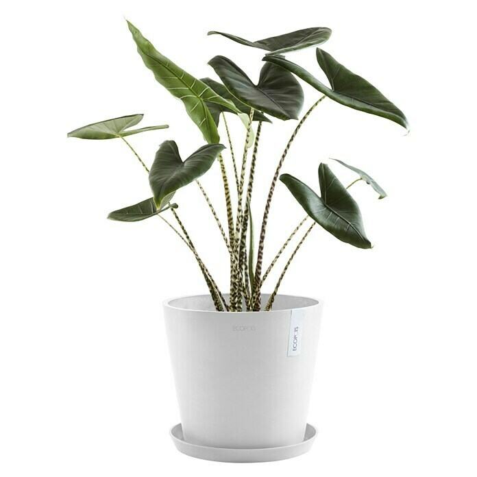 Ecopots Amsterdam Pflanztopf Amsterdam (Außenmaß (Ø x H): 30 x 25,4 cm, Kunststoff, Weiß) | BAUHAUS
