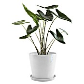 Ecopots Amsterdam Pflanztopf Amsterdam (Außenmaß (Ø x H): 30 x 25,4 cm, Kunststoff, Weiß) | BAUHAUS