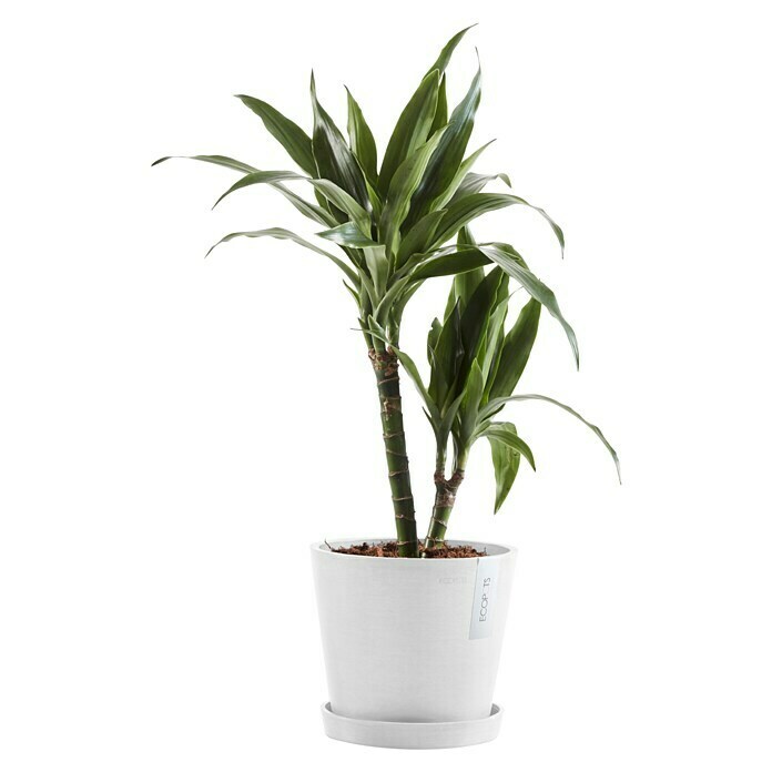Ecopots Amsterdam Pflanztopf Amsterdam (Außenmaß (Ø x H): 20 x 17,1 cm, Kunststoff, Weiß) | BAUHAUS