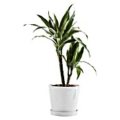 Ecopots Amsterdam Pflanztopf Amsterdam (Außenmaß (Ø x H): 20 x 17,1 cm, Kunststoff, Weiß) | BAUHAUS