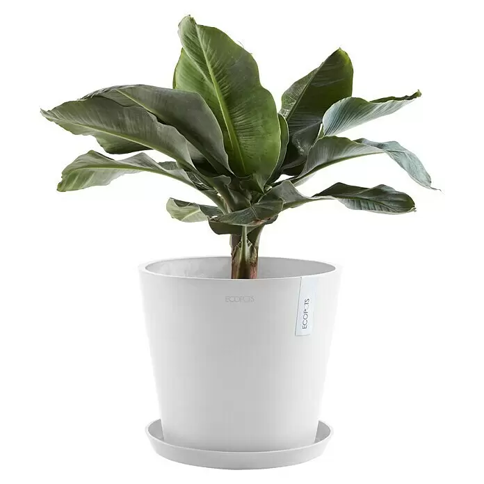 Ecopots Amsterdam Pflanztopf - Außenmaß (Ø x H): 30 x 25,4 cm, Kunststoff, Weiß - Grüne Bananenpflanze in einem weißen EcoPots Pflanzgefäß mit passendem Untersetzer.