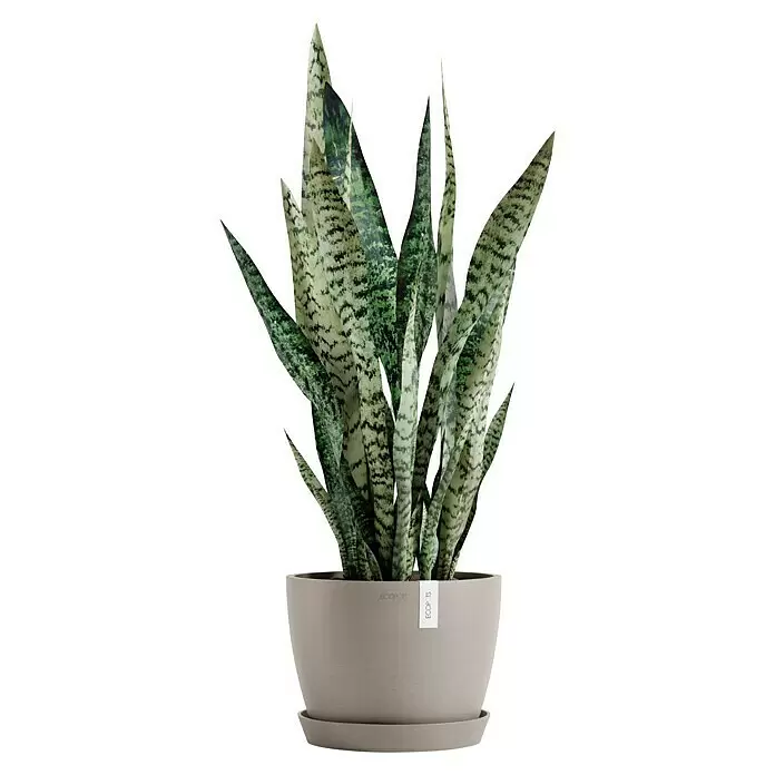 Ecopots Pflanztopf Stockholm - Außenmaß (Ø x H): 23,3 x 17,7 cm, Kunststoff, Braungrau - Sansevieria-Pflanze mit grün-weiß gemusterten Blättern in einem grauen Topf mit passendem Untersetzer.