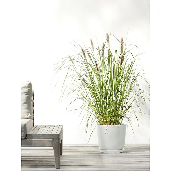 Ecopots Oslo Pflanztopf mit Wasserspeicher - Außenmaß (Ø x H): 25 x 21,4 cm, Kunststoff, Weiß - Das Pampasgras im weißen Topf verleiht jeder Terrasse einen Hauch von Eleganz und natürlicher Schönheit.
