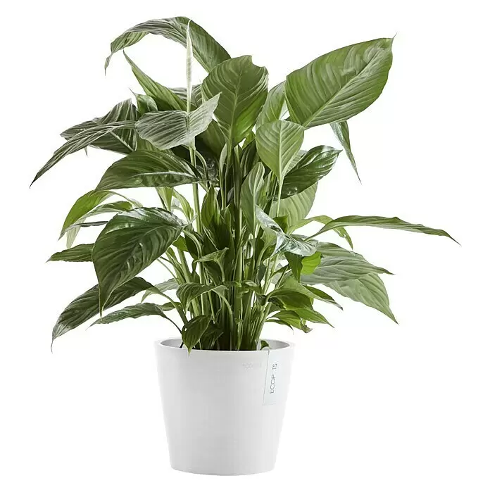 Ecopots Amsterdam Pflanztopf - Außenmaß (Ø x H): 20 x 17,1 cm, Kunststoff, Weiß - Grüne Friedenslilie-Pflanze in einem weißen Topf.