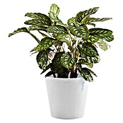 Ecopots Amsterdam Pflanztopf (Außenmaß (Ø x H): 40 x 35 cm, Kunststoff, Weiß) | BAUHAUS