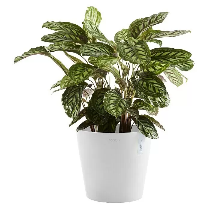 Ecopots Amsterdam Pflanztopf - Außenmaß (Ø x H): 40 x 34,5 cm, Kunststoff, Weiß - Üppige Pflanze mit gemusterten grünen Blättern in einem weißen ECOPOTS Übertopf.