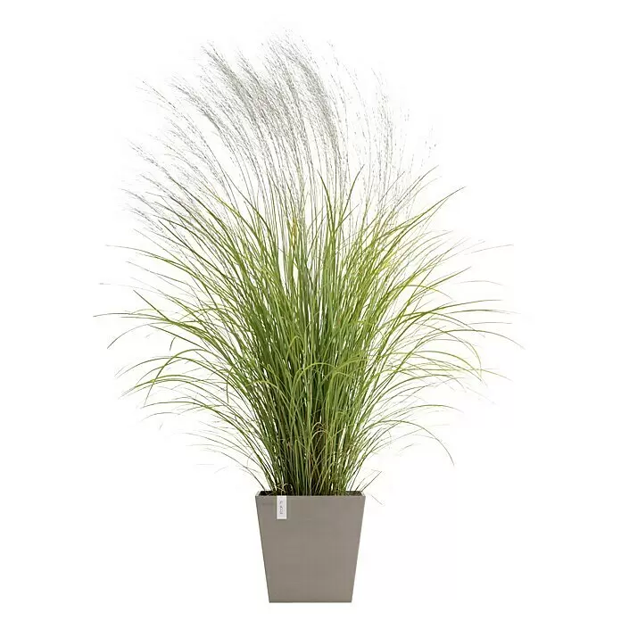 Ecopots Rotterdam Pflanzkasten mit Wasserspeicher - Außenmaß (L x B x H): 35 x 35 x 34,4 cm, Kunststoff, Braungrau - Hohes grünes Ziergras mit weißen Blütenrispen in einem quadratischen grauen Pflanzgefäß.