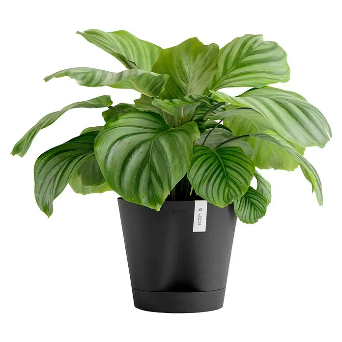 Ecopots Pflanztopf Venice 2 - Außenmaß (Ø x H): 30 x 27,5 cm, Kunststoff, Dunkelgrau - Üppige Calathea Orbifolia Zimmerpflanze in elegantem, schwarzem Topf von Ecopots, die jedem Raum einen Hauch von natürlicher Schönheit verleiht.