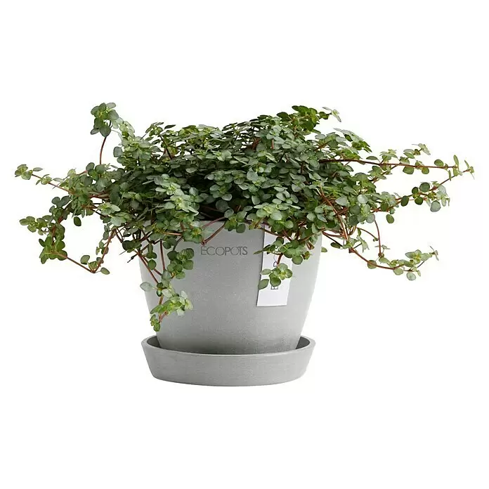 Ecopots Pflanztopf Antwerpen Mini - Außenmaß (Ø x H): 11,5 x 10,1 cm, Kunststoff, Weiß Grau - Topfpflanze mit kleinen grünen Blättern in grauem Topf mit Untersetzer.