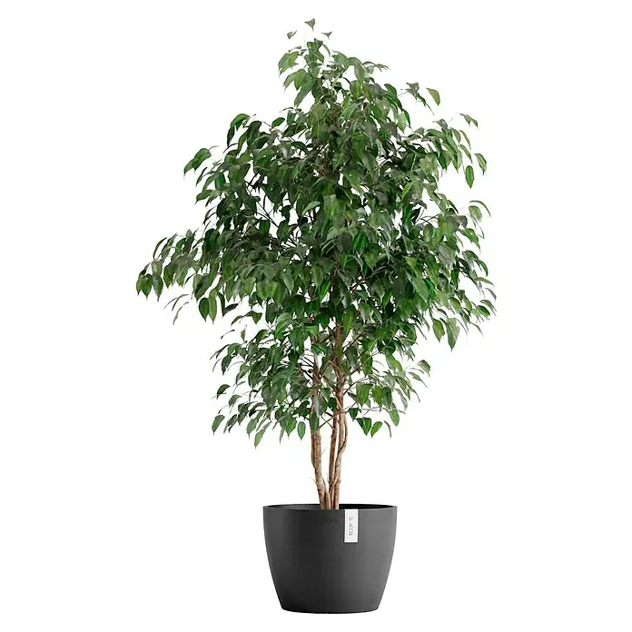 Ecopots Pflanztopf Stockholm - Außenmaß (Ø x H): 31 x 23,5 cm, Kunststoff, Dunkelgrau - Zimmerpflanze im Topf. Der Ficus Benjamini ist eine pflegeleichte und dekorative Pflanze für jedes Zuhause oder Büro.