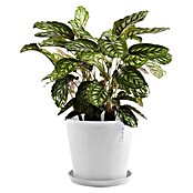 Ecopots Amsterdam Pflanztopf Amsterdam (Außenmaß (Ø x H): 40 x 34,5 cm, Kunststoff, Weiß) | BAUHAUS