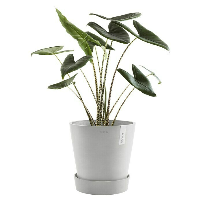 Ecopots Amsterdam Blumentopf-Untersetzer mit Rollen (Außenmaß (Ø x H): 51 x 12,4 cm, Kunststoff, Weiß Grau) | BAUHAUS