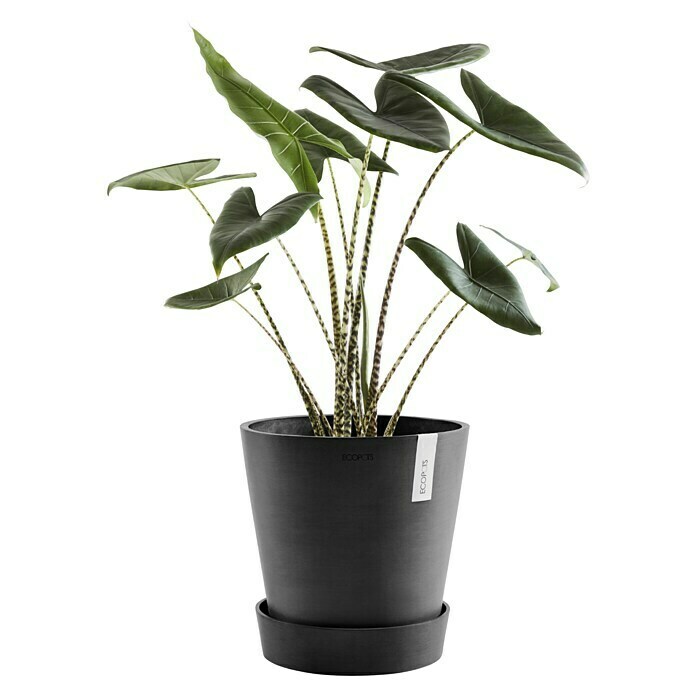 Ecopots Amsterdam Blumentopf-Untersetzer mit Rollen (Außenmaß (Ø x H): 51 x 10,1 cm, Kunststoff, Dunkelgrau) | BAUHAUS