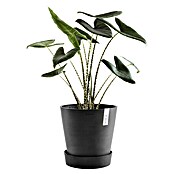 Ecopots Amsterdam Blumentopf-Untersetzer mit Rollen (Außenmaß (Ø x H): 51 x 10,1 cm, Kunststoff, Dunkelgrau) | BAUHAUS