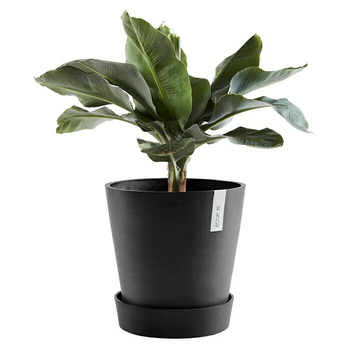 Ecopots Amsterdam Blumentopf-Untersetzer mit Rollen (Außenmaß (Ø x H): 51 x 12,4 cm, Kunststoff, Dunkelgrau) | BAUHAUS