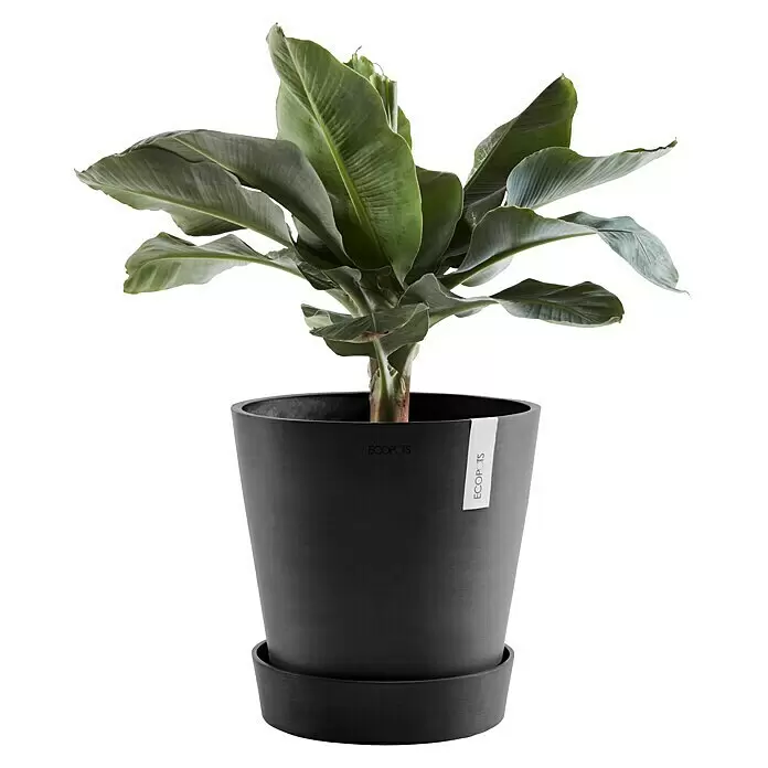Ecopots Amsterdam Blumentopf-Untersetzer mit Rollen - Außenmaß (Ø x H): 51 x 10,1 cm, Kunststoff, Dunkelgrau - Große Grünpflanze in einem schwarzen, runden Ecopots-Pflanzgefäß mit passender Untertasse.