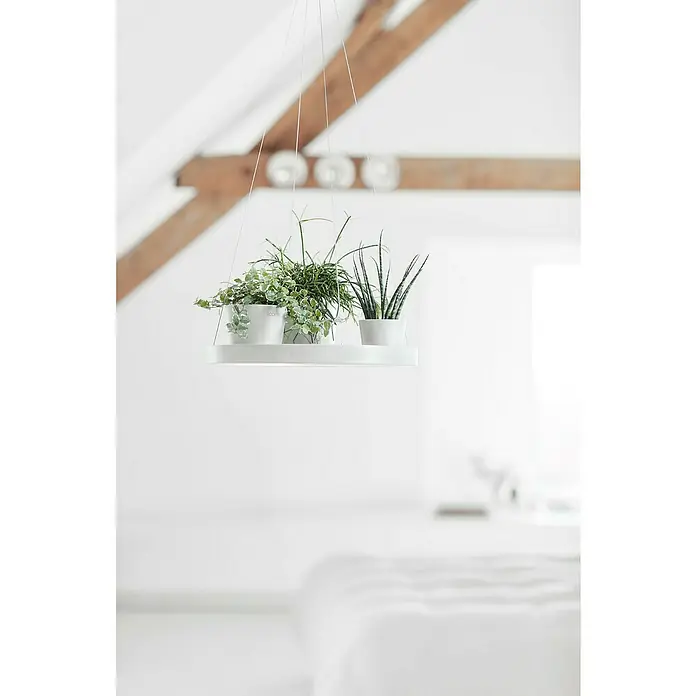 Ecopots Blumenampel - Außenmaß (Ø x H): 36 x 3 cm, Kunststoff, Weiß - Das Bild zeigt einen schwebenden Pflanztisch mit verschiedenen Pflanzen in Töpfen, der an dünnen Seilen von einer Holzdecke hängt.