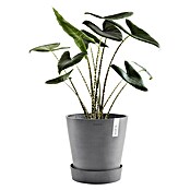 Ecopots Amsterdam Blumentopf-Untersetzer mit Rollen (Außenmaß (Ø x H): 51 x 10,1 cm, Kunststoff, Grau) | BAUHAUS