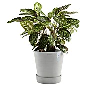 Ecopots Amsterdam Blumentopf-Untersetzer mit Rollen (Außenmaß (Ø x H): 51 x 12,4 cm, Kunststoff, Weiß Grau) | BAUHAUS