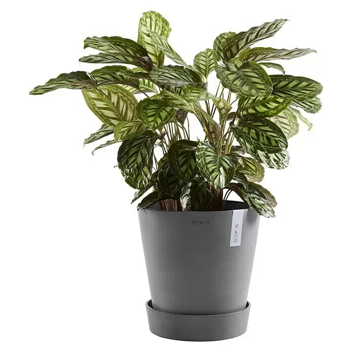 Ecopots Amsterdam Blumentopf-Untersetzer mit Rollen - Außenmaß (Ø x H): 51 x 10,1 cm, Kunststoff, Grau - Eine lebendige Calathea Pflanze mit gemusterten grünen Blättern in einem grauen ECOPOTS Topf mit Untersetzer.
