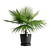 Ecopots Oslo Blumentopf-Untersetzer mit Rollen (Außenmaß (Ø x H): 50 x 10,5 cm, Kunststoff, Dunkelgrau) | BAUHAUS